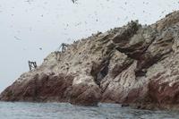 Tierwelt auf den Ballestas Inseln (57)