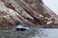 Tierwelt auf den Ballestas Inseln (58)