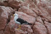 Tierwelt auf den Ballestas Inseln (59)