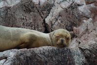 Tierwelt auf den Ballestas Inseln (60)