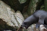 Tierwelt auf den Ballestas Inseln (63)