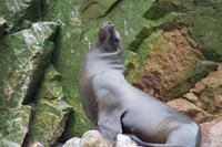 Tierwelt auf den Ballestas Inseln (64)