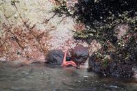 Tierwelt auf den Ballestas Inseln (65)