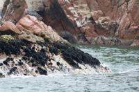 Tierwelt auf den Ballestas Inseln (66)