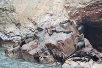 Tierwelt auf den Ballestas Inseln (69)