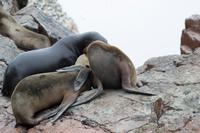 Tierwelt auf den Ballestas Inseln (72)