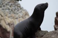 Tierwelt auf den Ballestas Inseln (74)