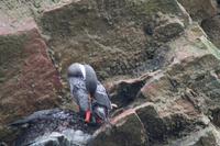 Tierwelt auf den Ballestas Inseln (75)