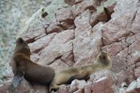 Tierwelt auf den Ballestas Inseln (76)