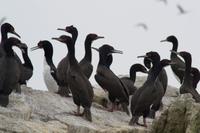Tierwelt auf den Ballestas Inseln (77)