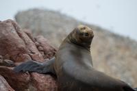 Tierwelt auf den Ballestas Inseln (79)
