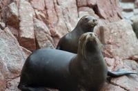Tierwelt auf den Ballestas Inseln (80)