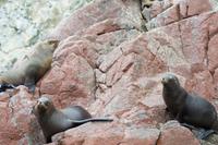 Tierwelt auf den Ballestas Inseln (81)