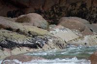 Tierwelt auf den Ballestas Inseln (86)