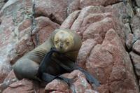 Tierwelt auf den Ballestas Inseln (88)