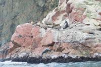 Tierwelt auf den Ballestas Inseln (90)