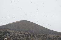 Tierwelt auf den Ballestas Inseln (91)