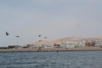 Tierwelt auf den Ballestas Inseln (95)