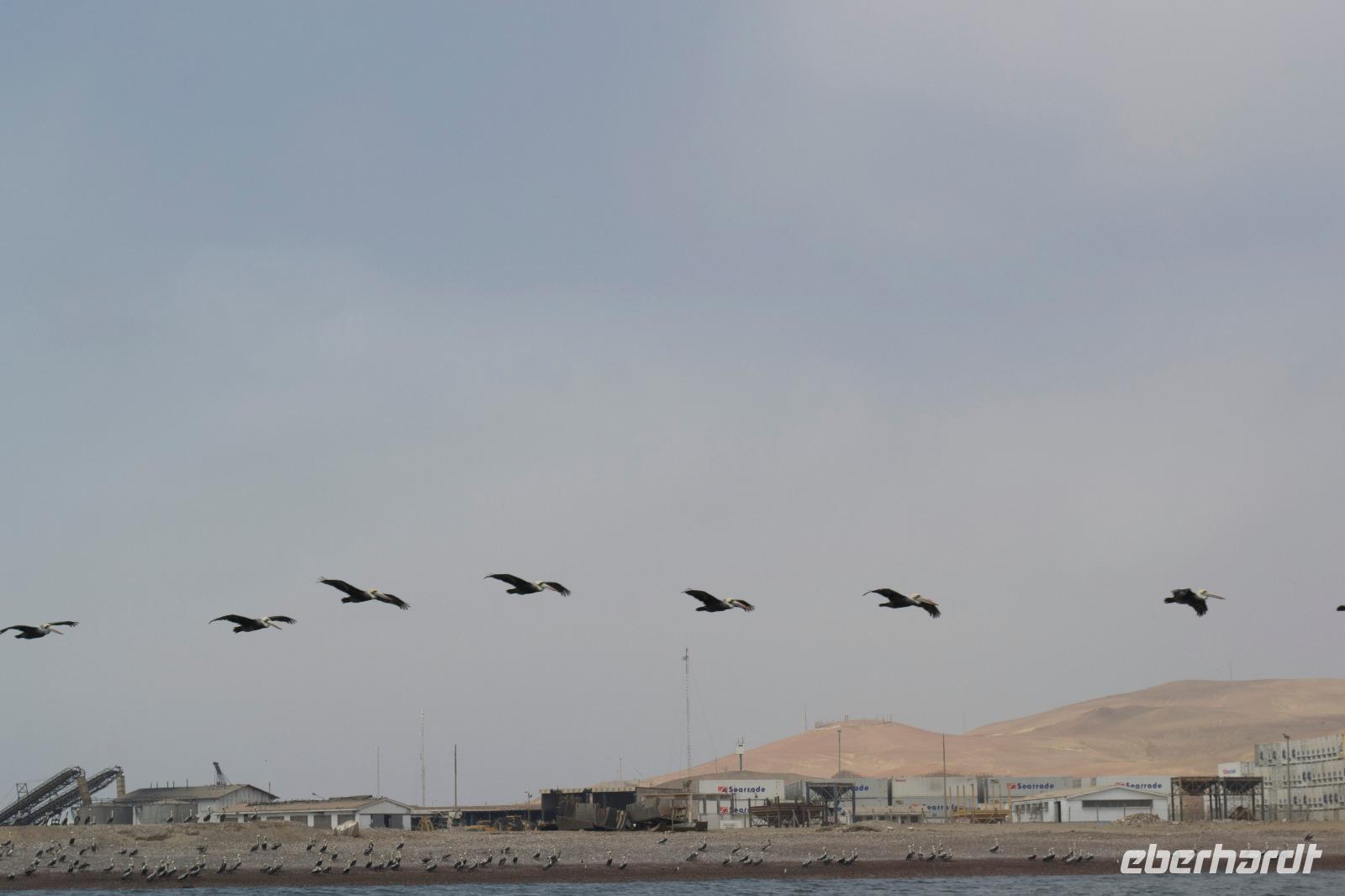 Tierwelt auf den Ballestas Inseln (96)
