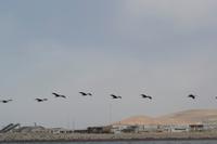 Tierwelt auf den Ballestas Inseln (96)