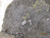 144_Unsere Fahrt nach Puno - Beobachtung der Anden Flora