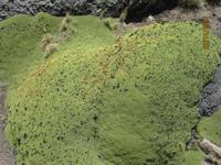 143_Unsere Fahrt nach Puno - Beobachtung der Anden Flora