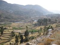 130_Das Colca Tal - Anbaukultur auf Terrassen