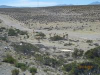 100_Unsere Fahrt in das Colca Tal - die erste Vicuna Herde