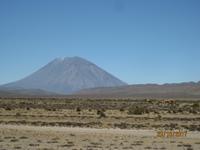 99_Unsere Fahrt in das Colca Tal - die erste Vicuna Herde