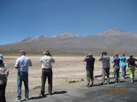95_Unsere Fahrt in das Colca Tal - die erste Vicuna Herde