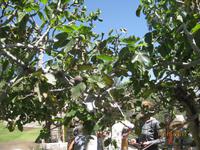 68_Auf unserer Stadtrundfahrt durch Arequipa - Feigenbaum