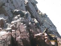 38_Unsere Bootsfahrt zu den Ballestas Inseln