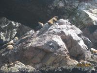 33_Unsere Bootsfahrt zu den Ballestas Inseln