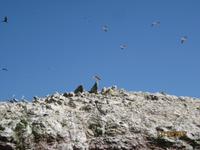30_Unsere Bootsfahrt zu den Ballestas Inseln