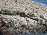 31_Unsere Bootsfahrt zu den Ballestas Inseln