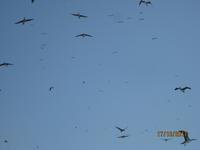 28_Unsere Bootsfahrt zu den Ballestas Inseln