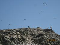 29_Unsere Bootsfahrt zu den Ballestas Inseln