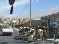 Auf den Weg nach Chivay