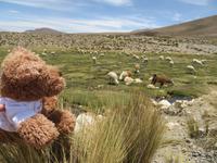 Ich habe alles im Visier