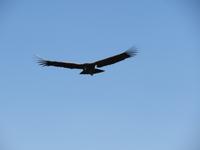 Condor
