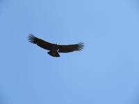 Condor
