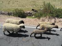 Die Straße teilt man sich eben mit allen
