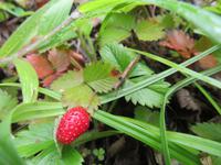 Erdbeeren am Wegesrand