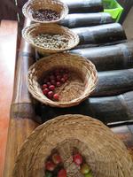 Besuch beim Kaffeebauern