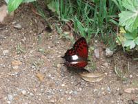Schmetterling