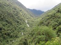 Eintauchen in den Regenwald