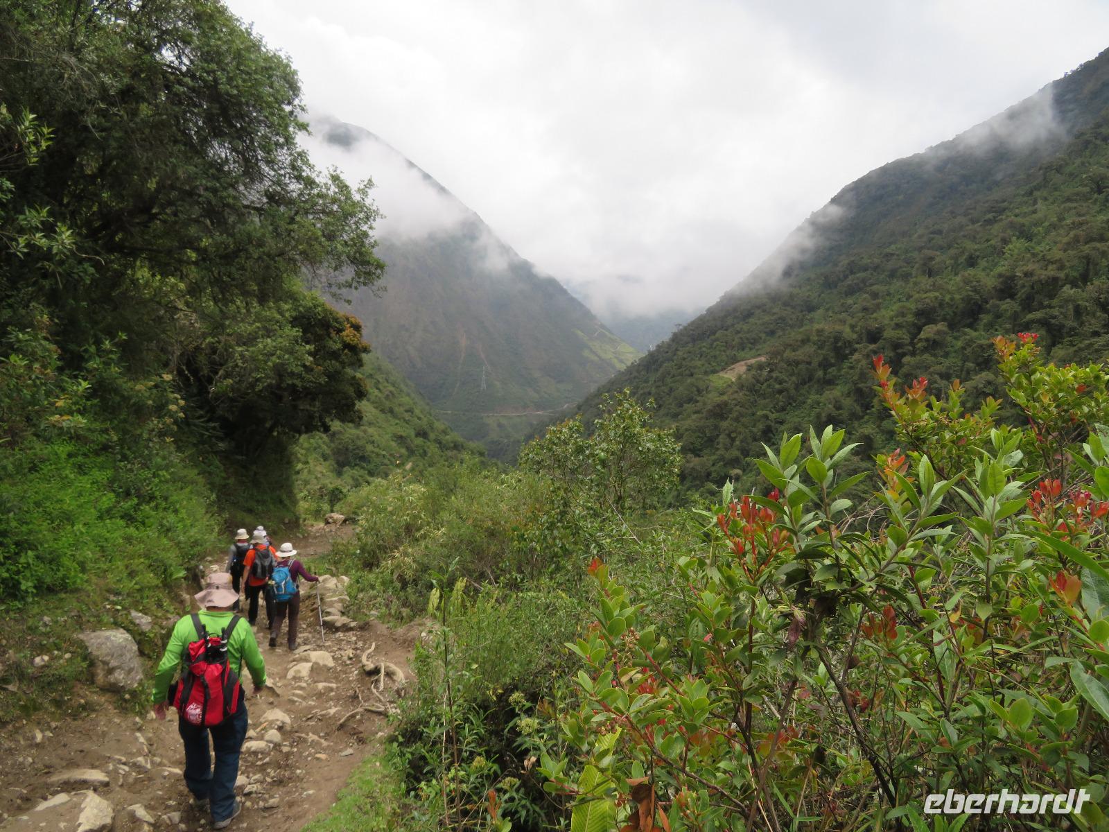 Eintauchen in den Regenwald