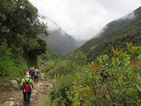 Eintauchen in den Regenwald