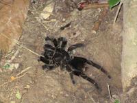 Auch so etwas kann einem im Regenwald begenen