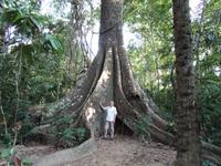 Riesige Brettwurzeln am Anakondaweg